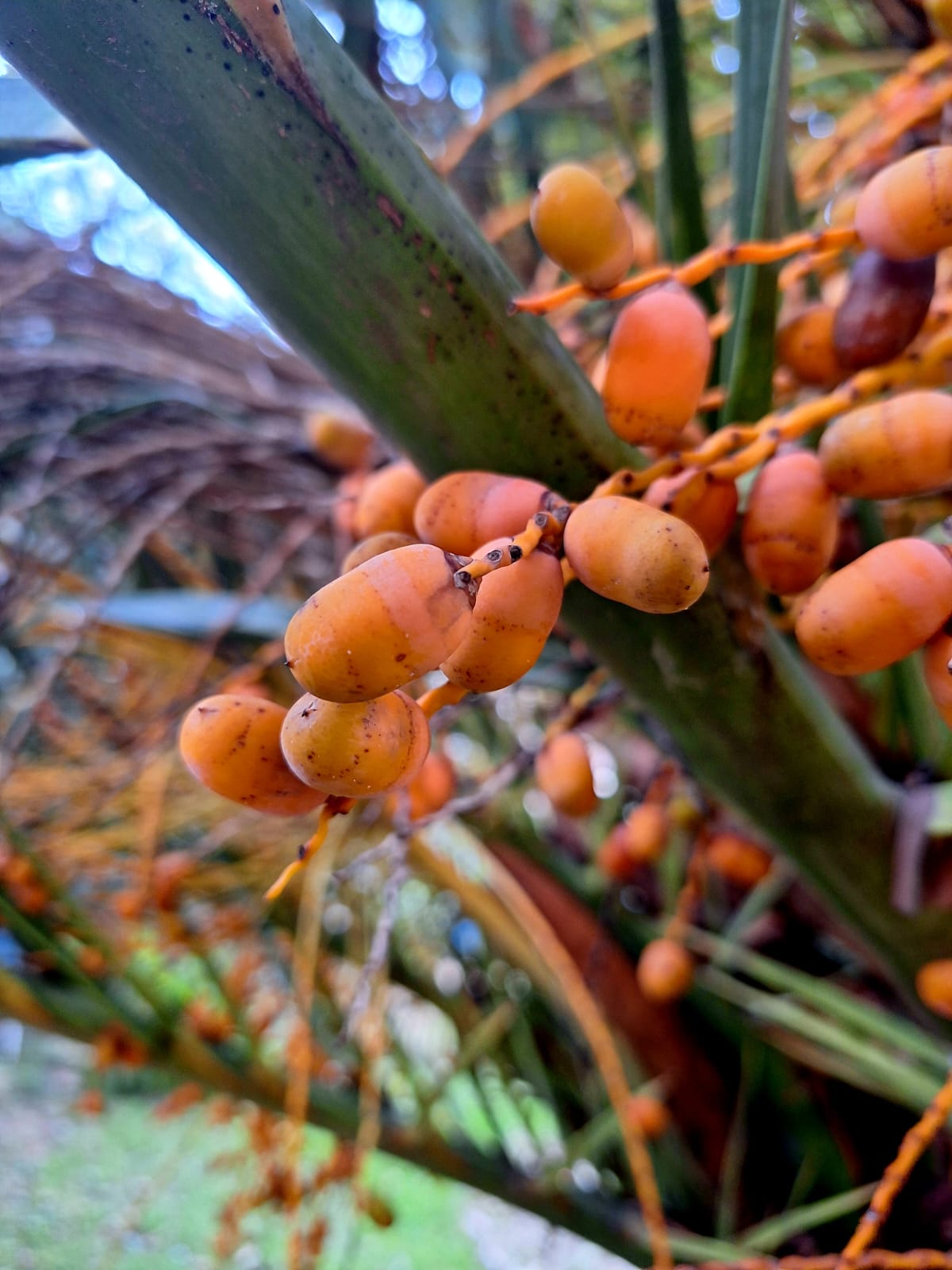 Фото Марион-1