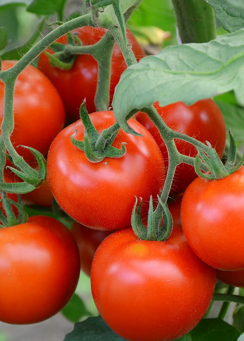 Agricultural enterprise Uniba Tarım, Dosemealti, photo