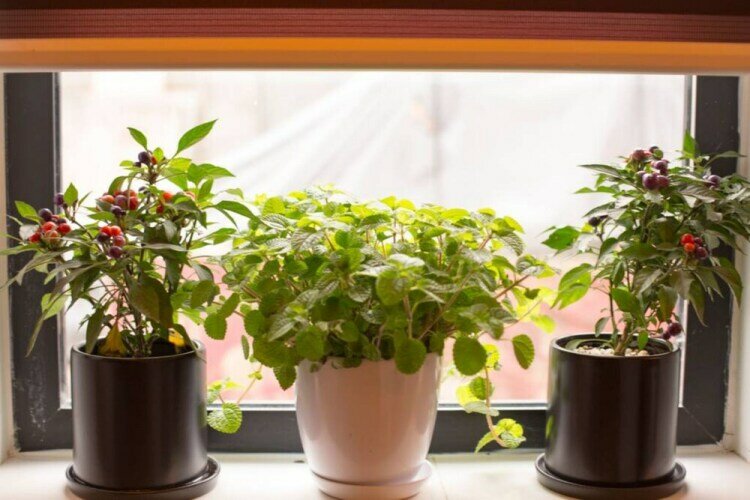 Фото Welcome Home Courtyard-Black Boutique