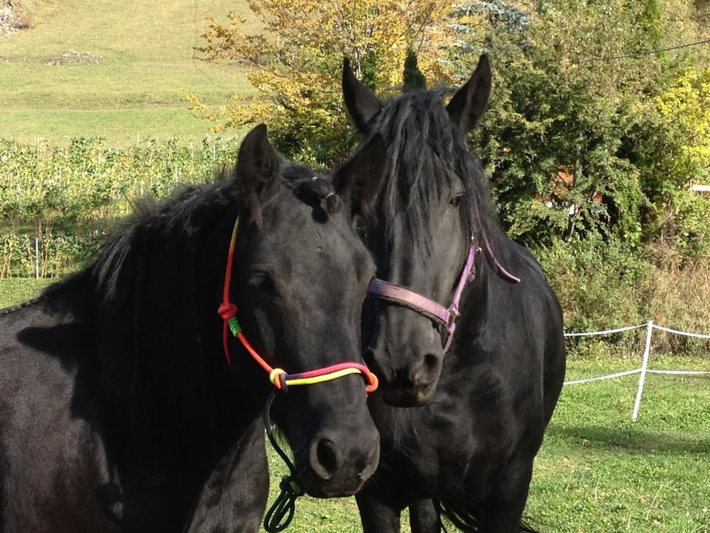 Фото Agriturismo Le Reve