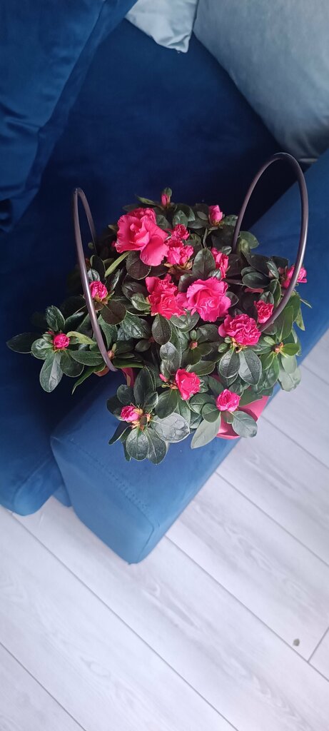 Болтология