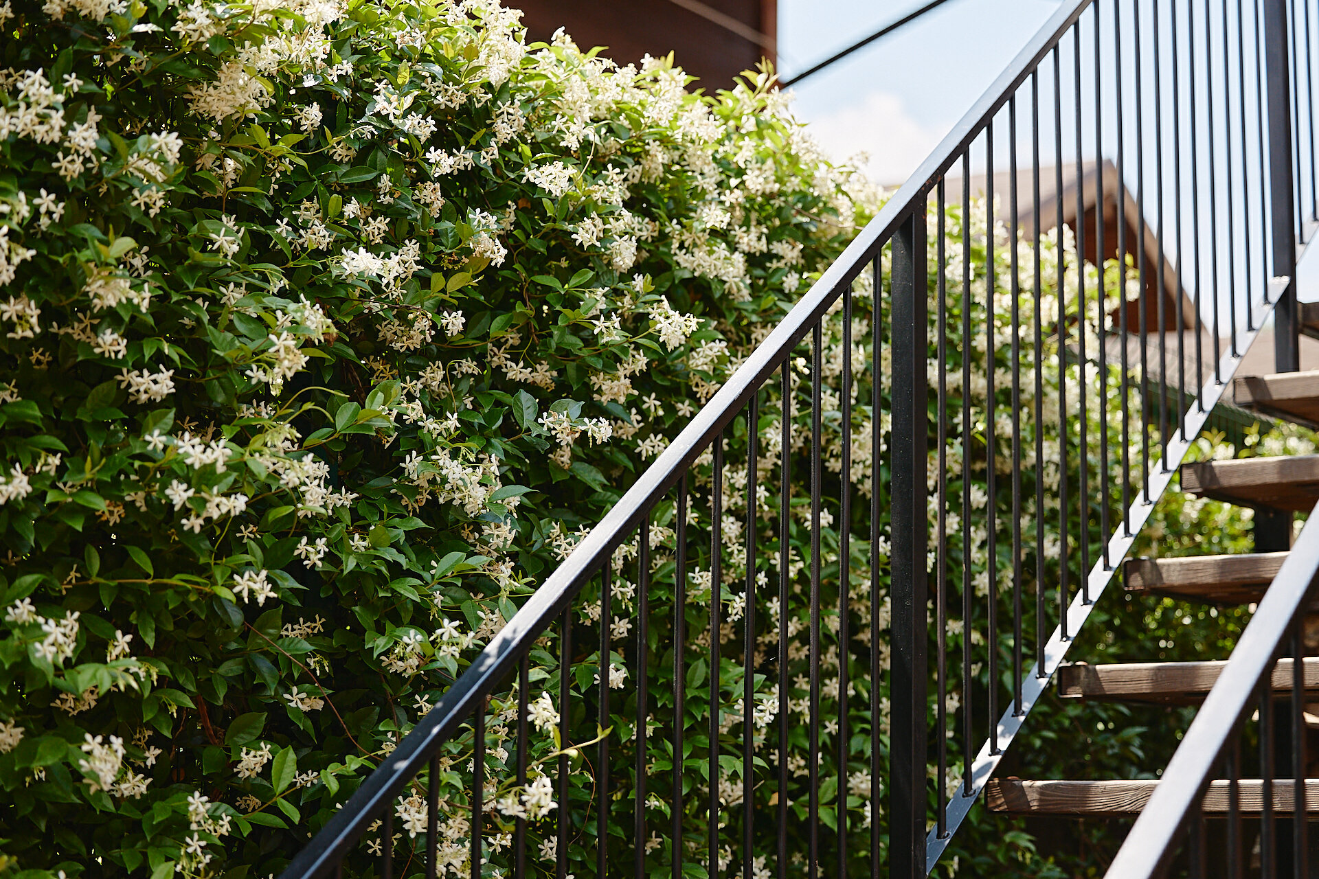 Фото Пентакли