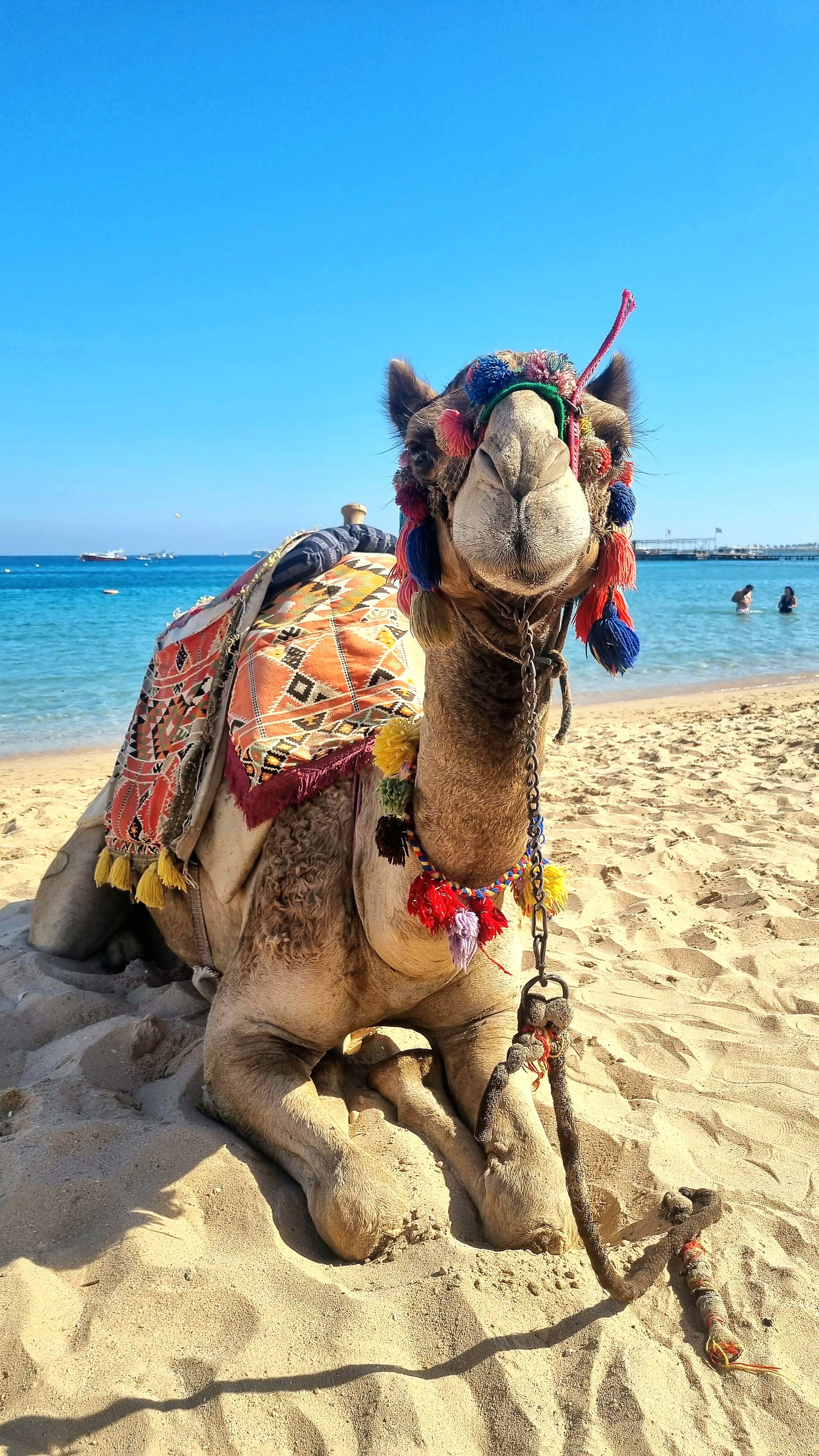 Фото 43410495811