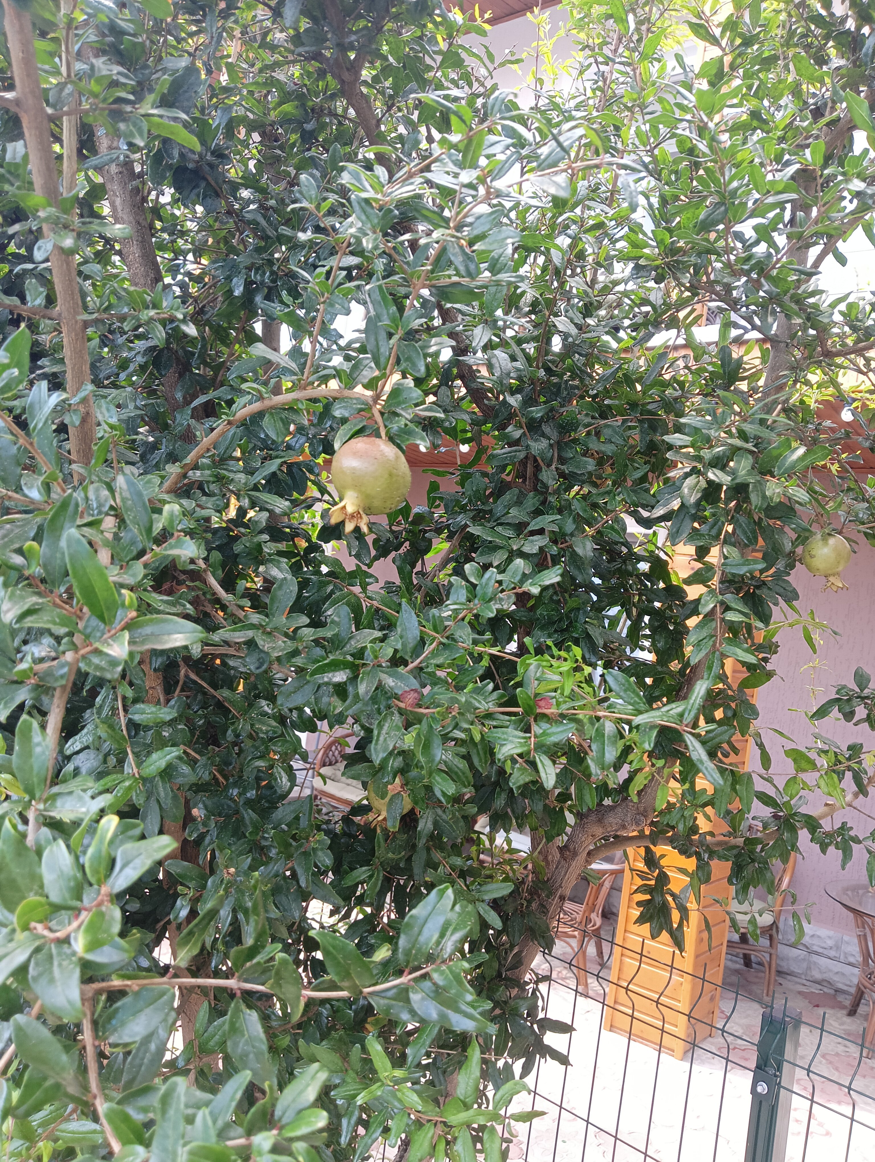 Фото Ботаник