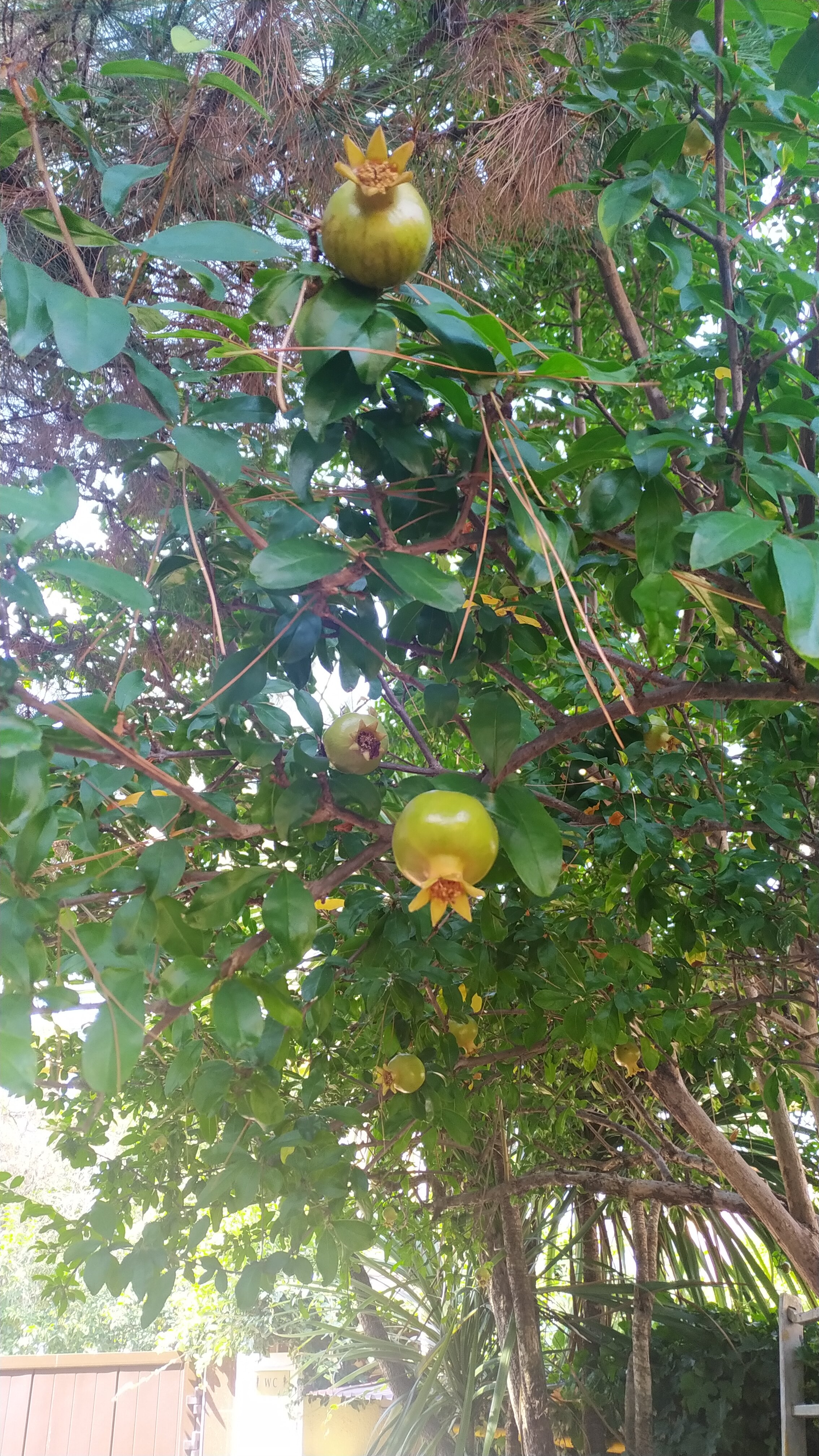 Фото Талассо