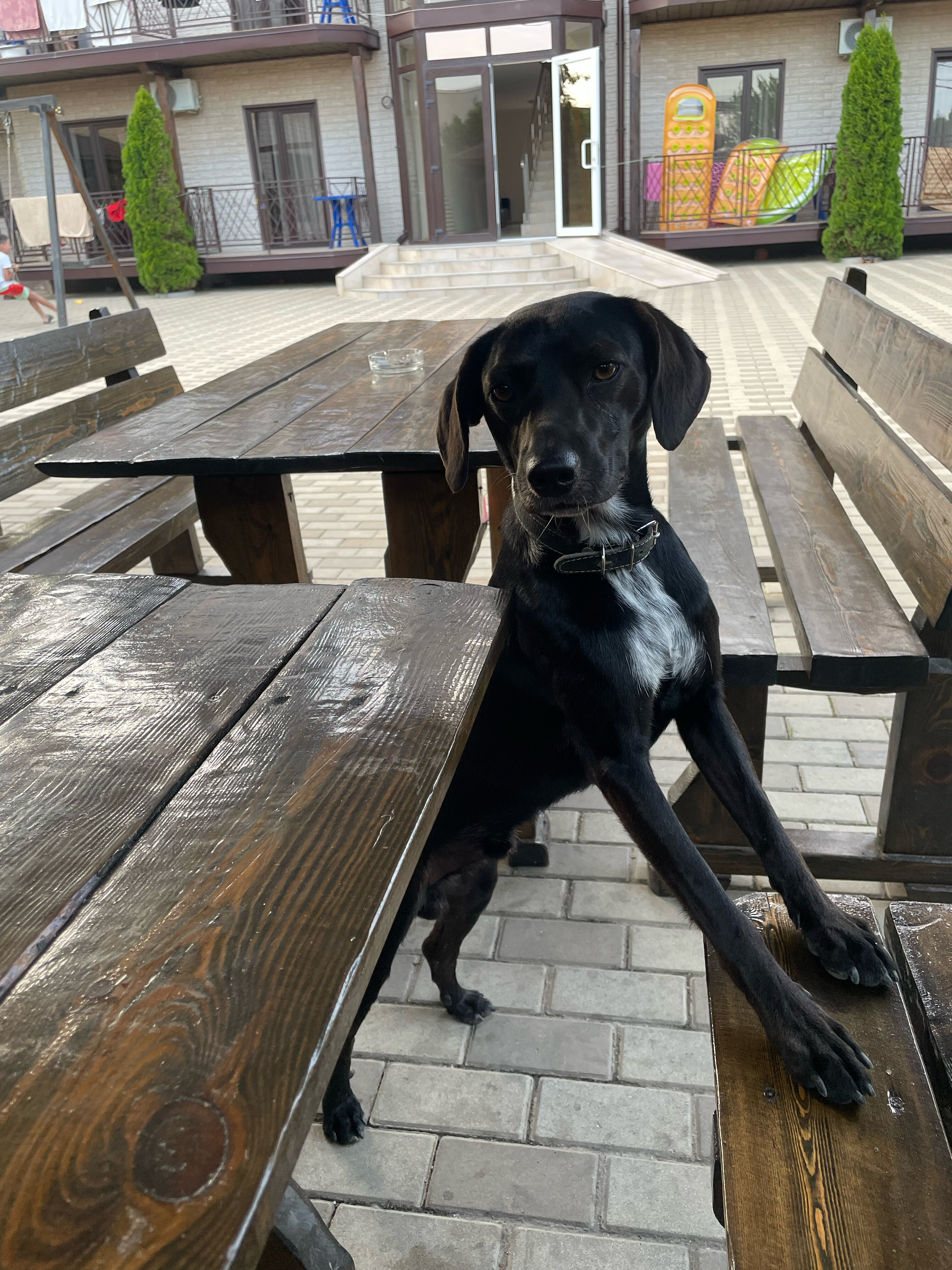 Фото Элитель