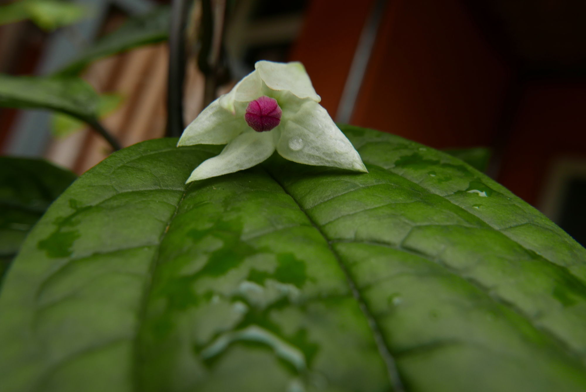 Фото 5 Swiss Hotel