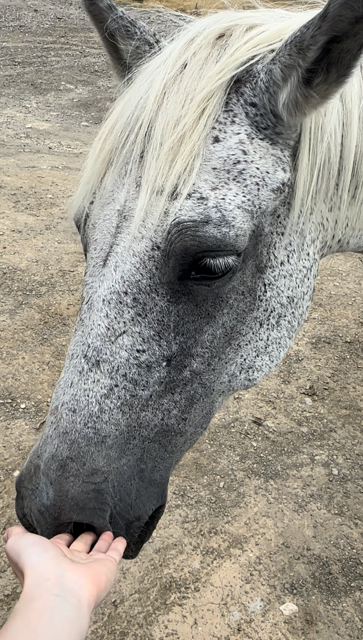 Фото Арпат Зеленогорье