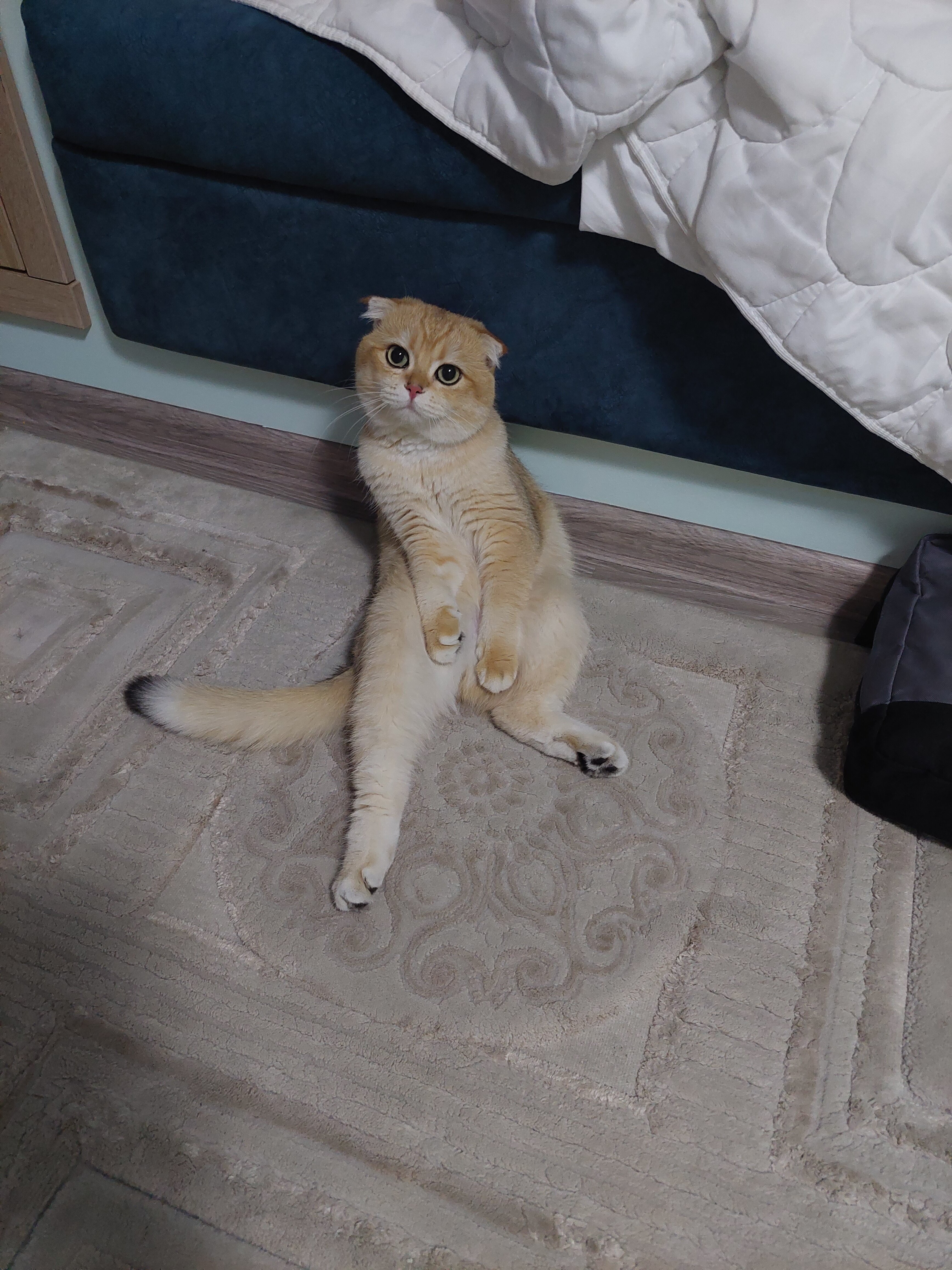 Фото Березка