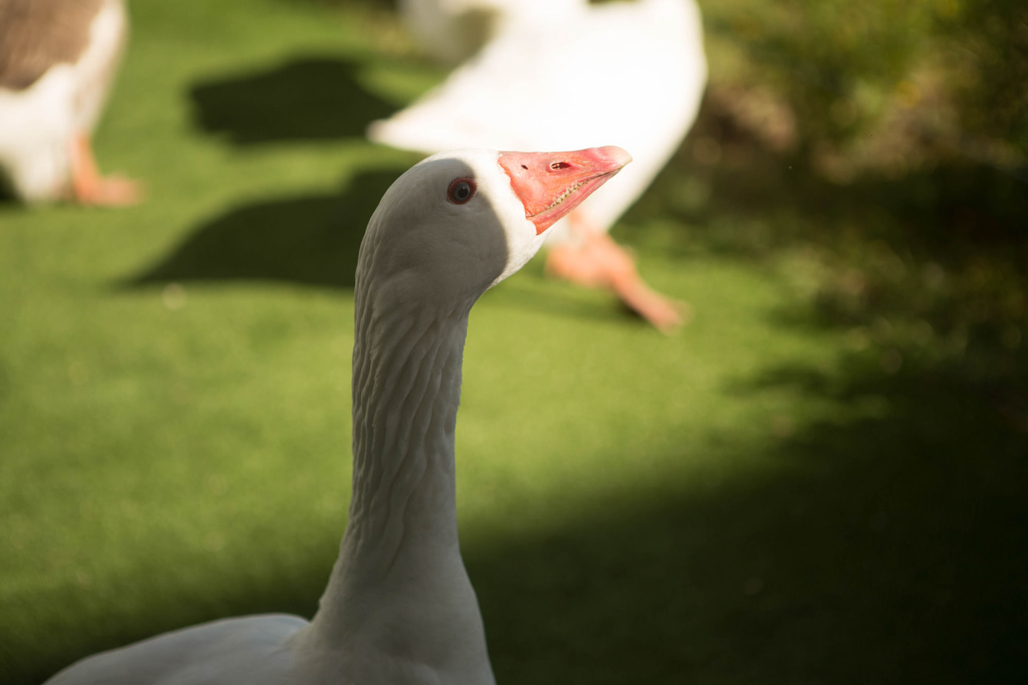 Фото Epic Hotel San Luis