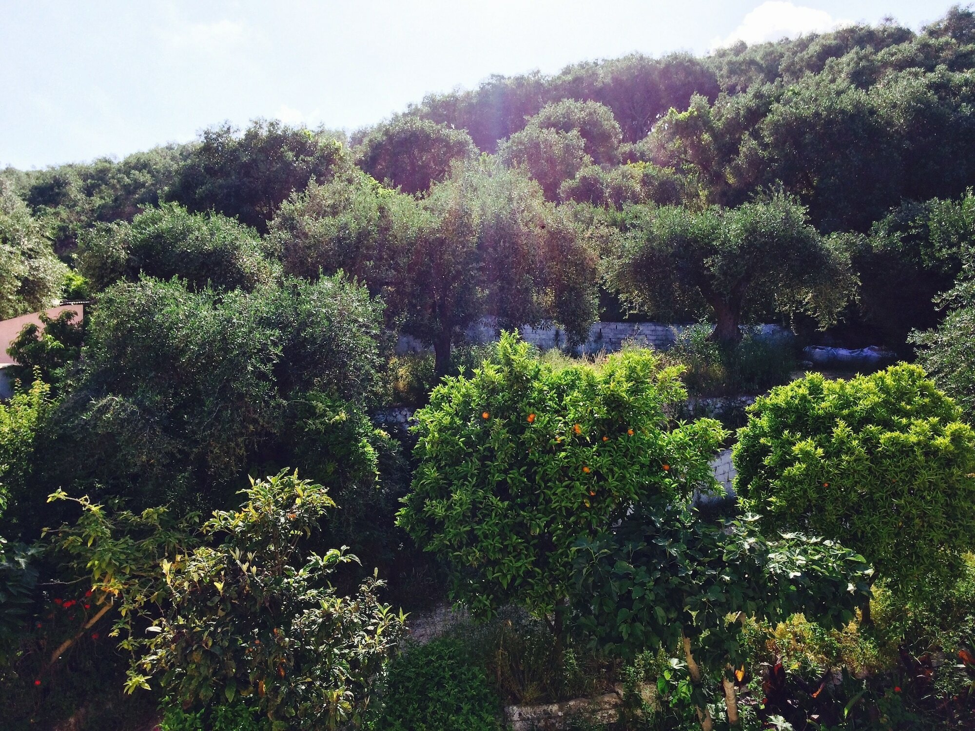 Фото Avra Paradise Aparthotel