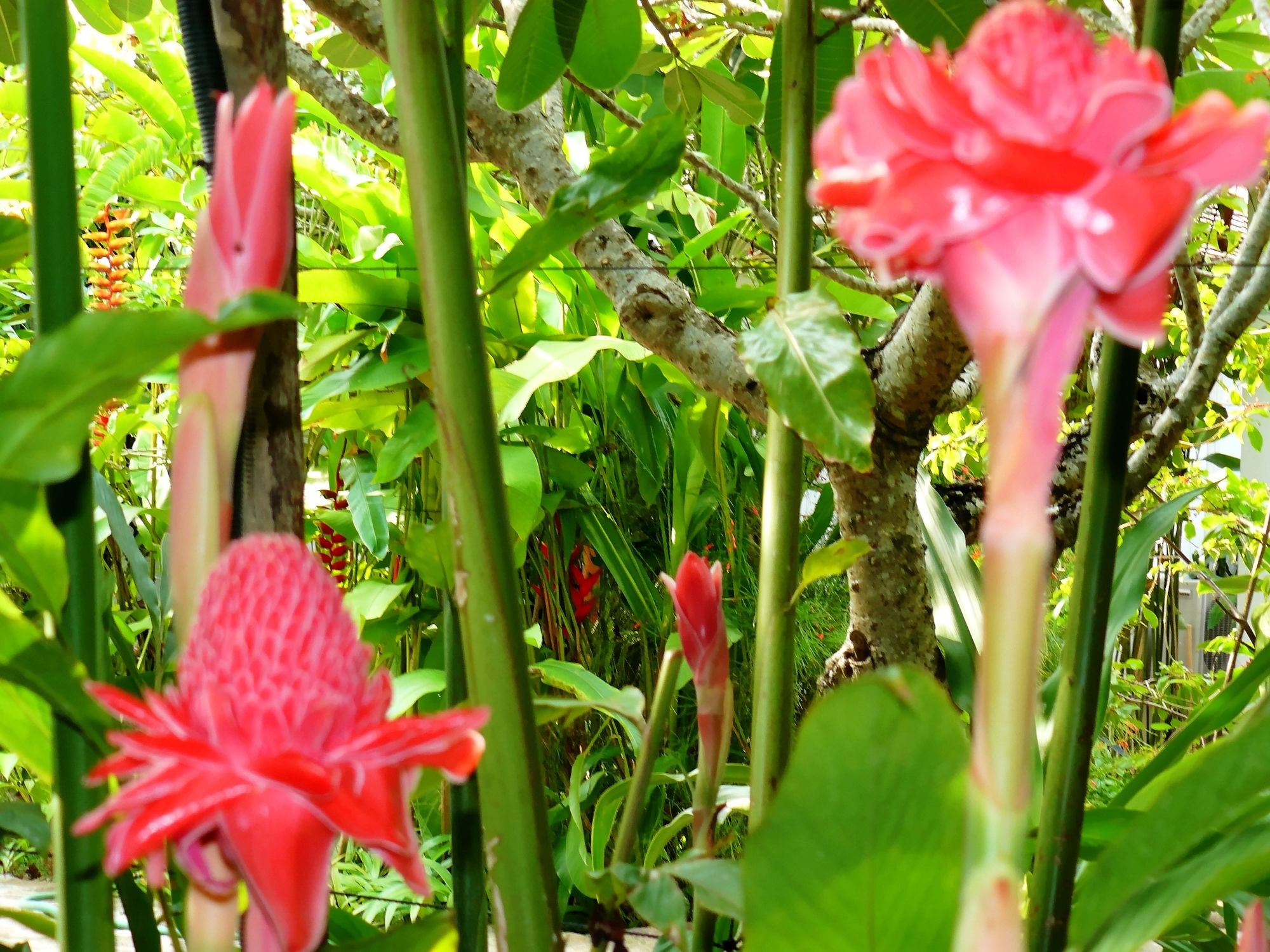 Фото Mealea Resort