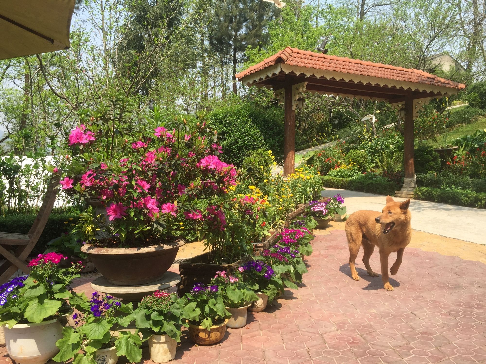 Фото Гостевой Дом Sapa Garden