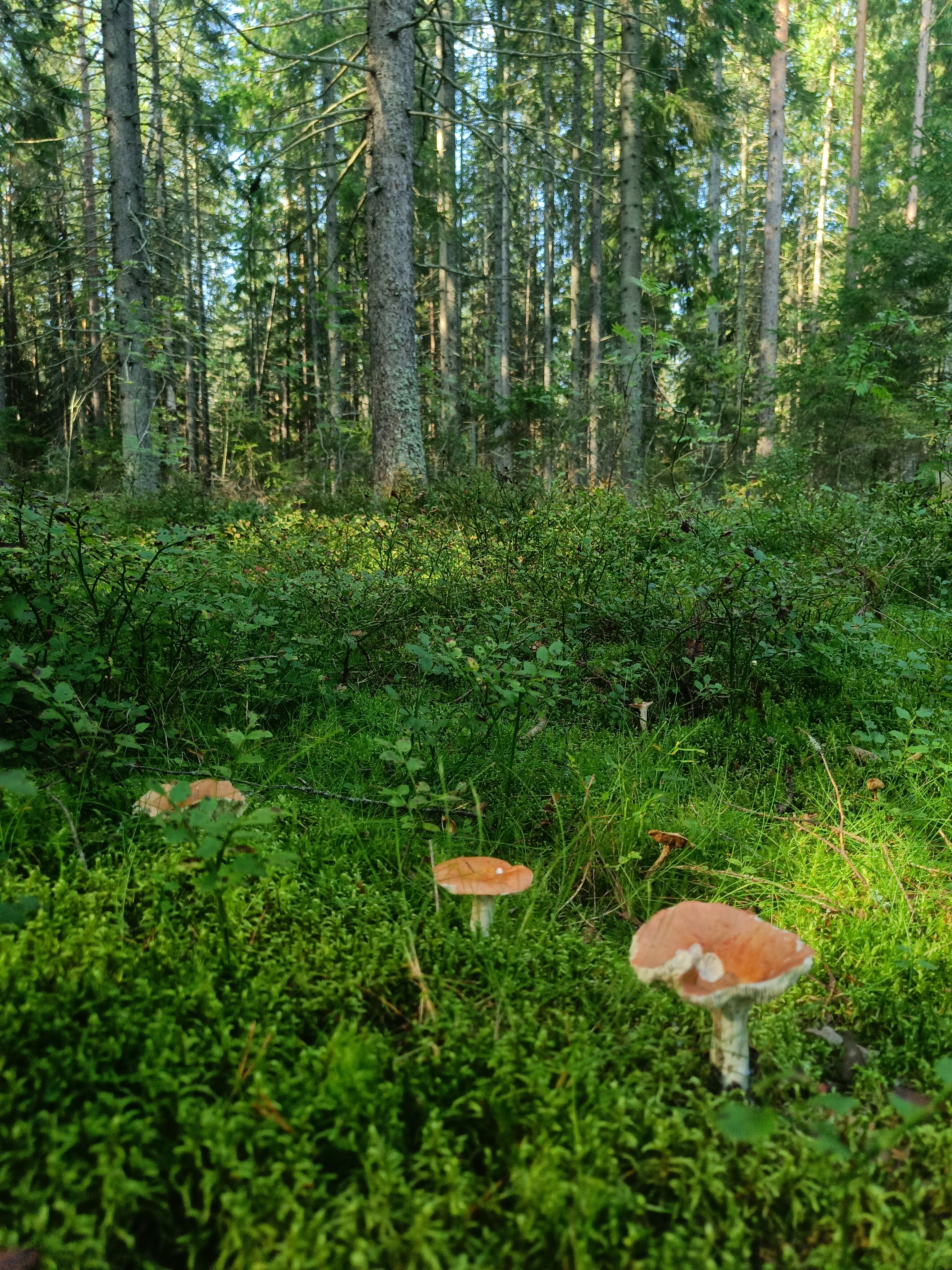 Фото Зеркальное СПА