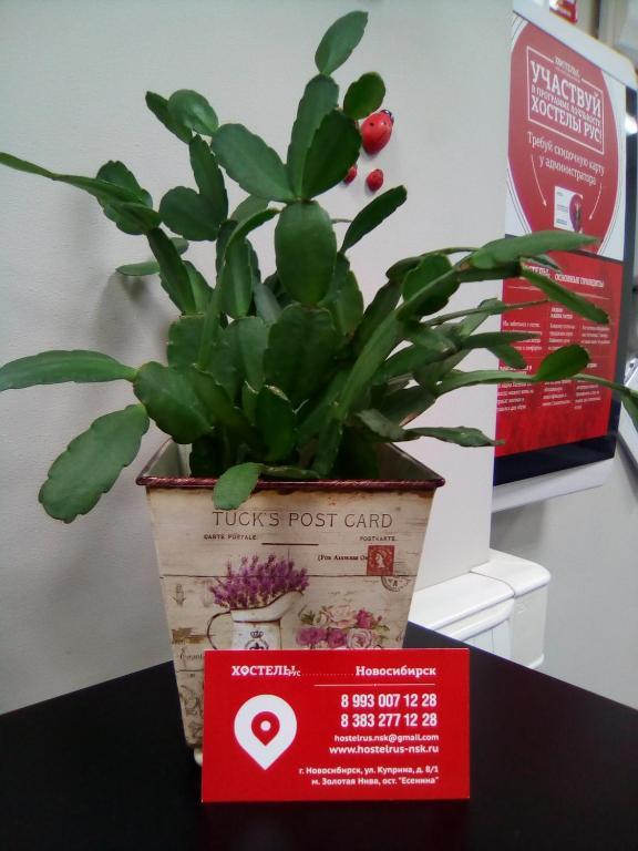 Фото Рус Новосибирск