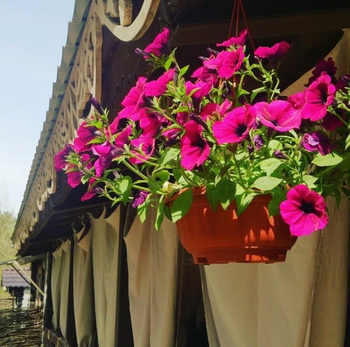 Фото Австерия