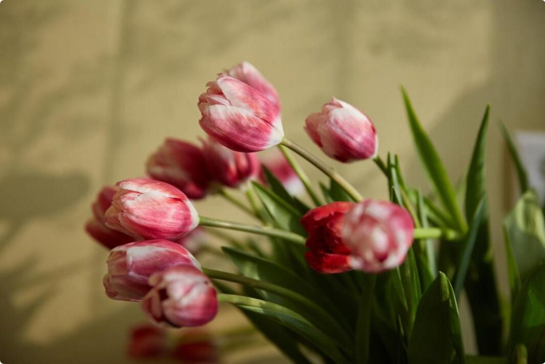 Фото Серый гусь