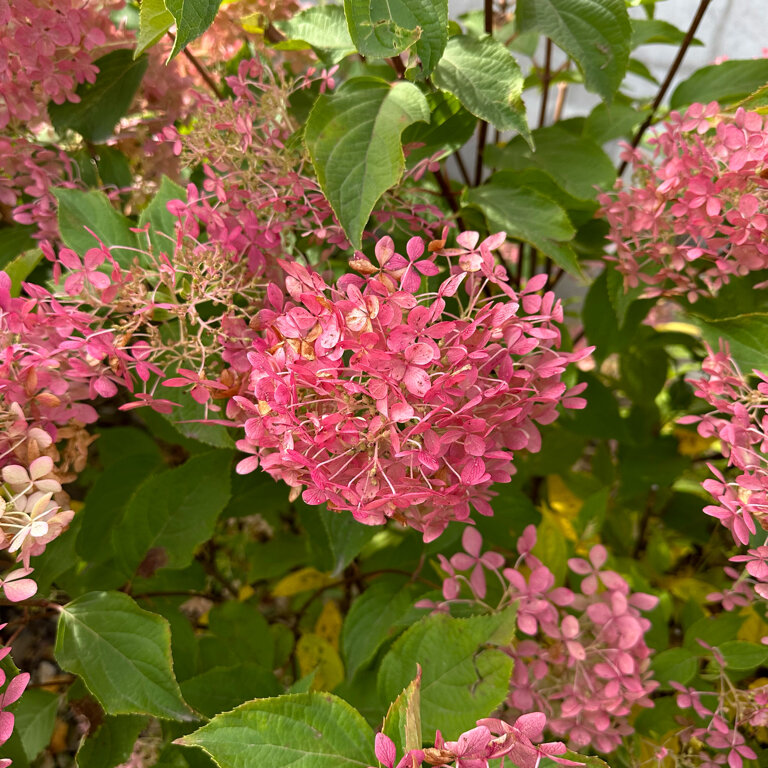 Фото Колибри