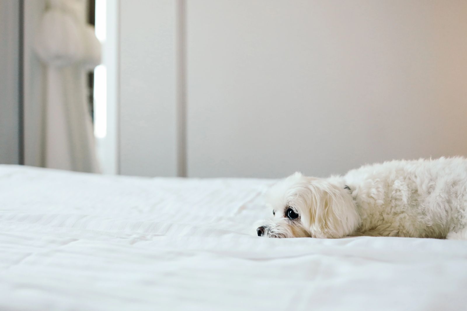 Фото Соло на Невском Проспекте