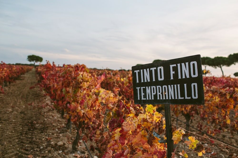 Фото Hotel & SPA Arzuaga