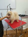 QueenDog (Niezaliezhnasci Avenue, 46), pet salon