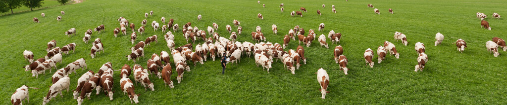 Intensive animal farming Anadolu Hayvancilik, Istanbul, photo