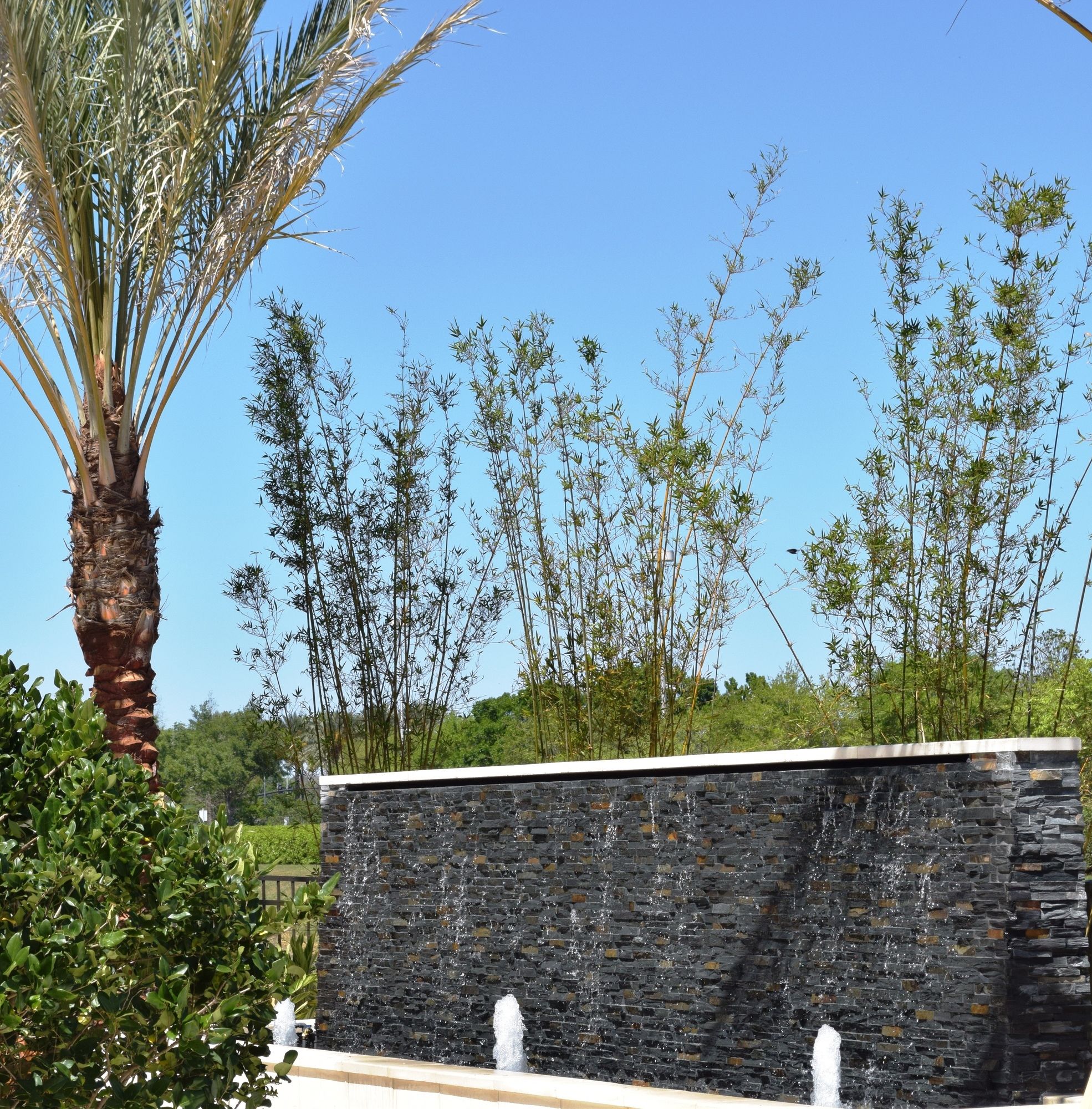 Фото SpringHill Suites by Marriott Orlando at Millenia