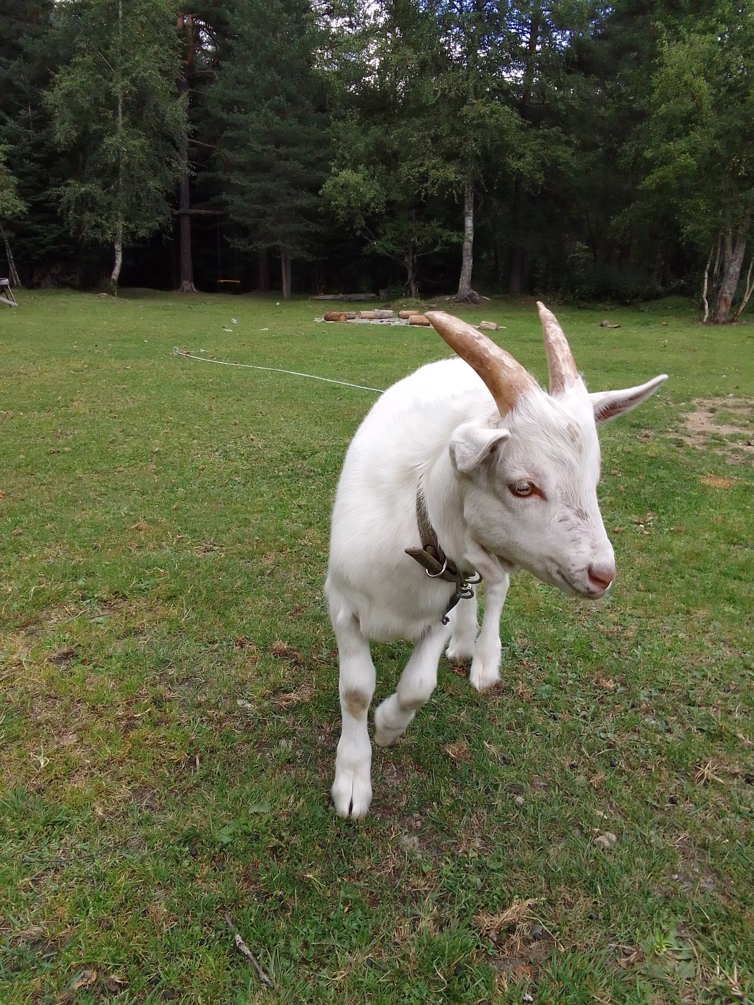 Фото Белый волк
