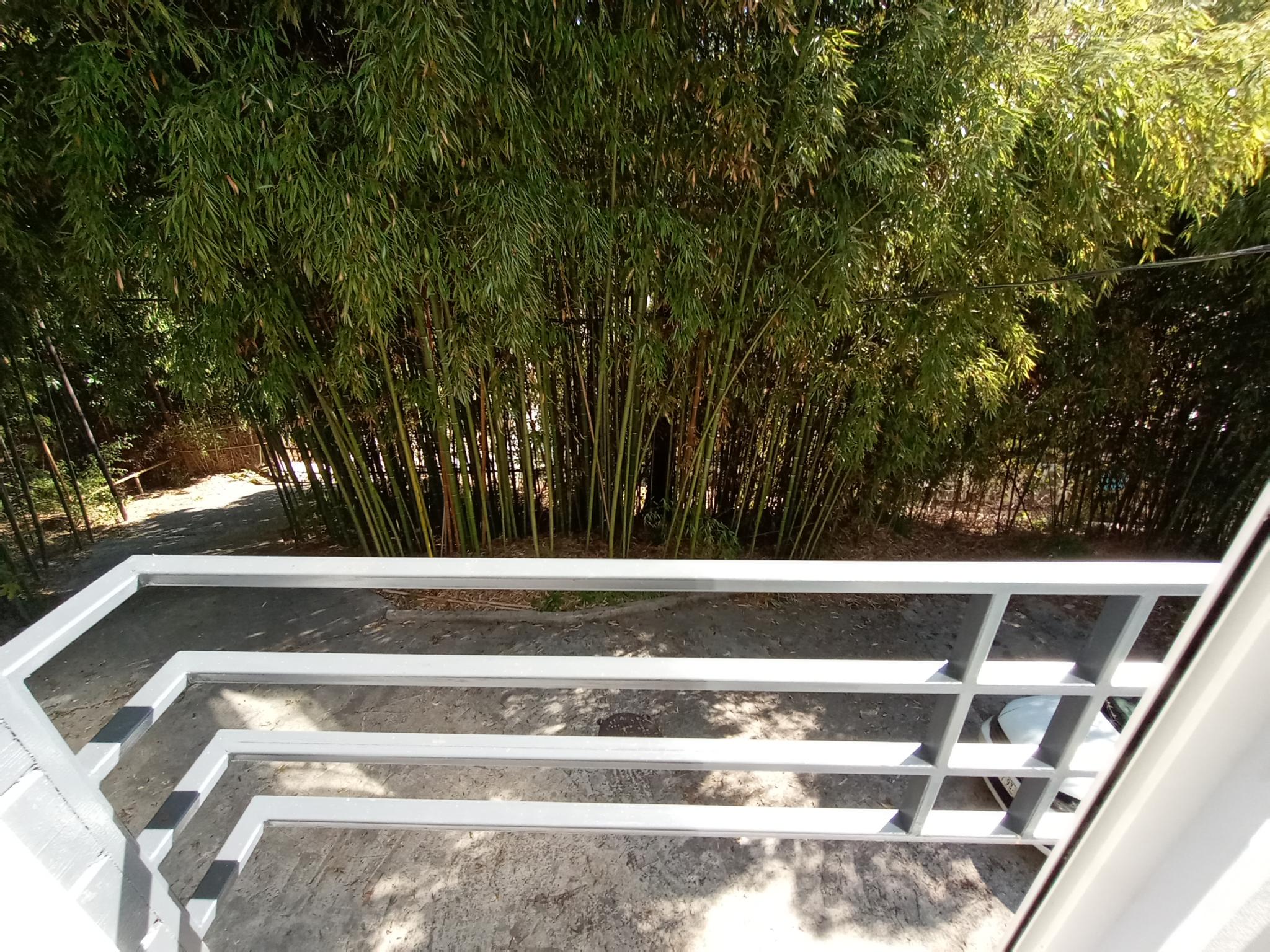 Фото Бамбуковая Роща