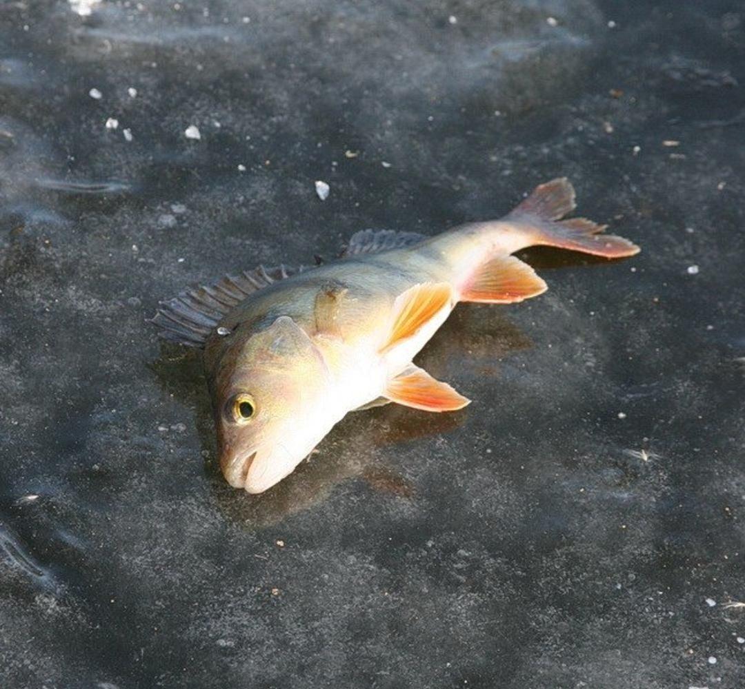 Фото Дом на реке