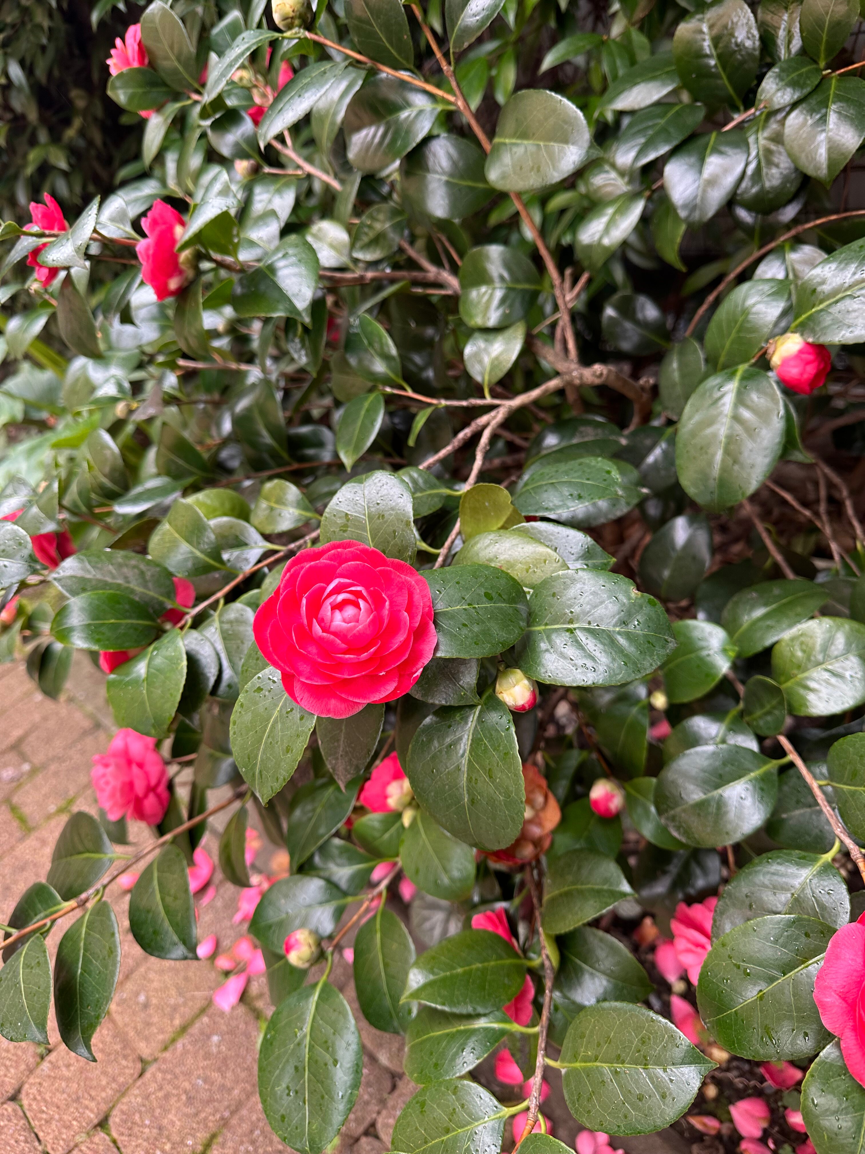 Фото Апельсин