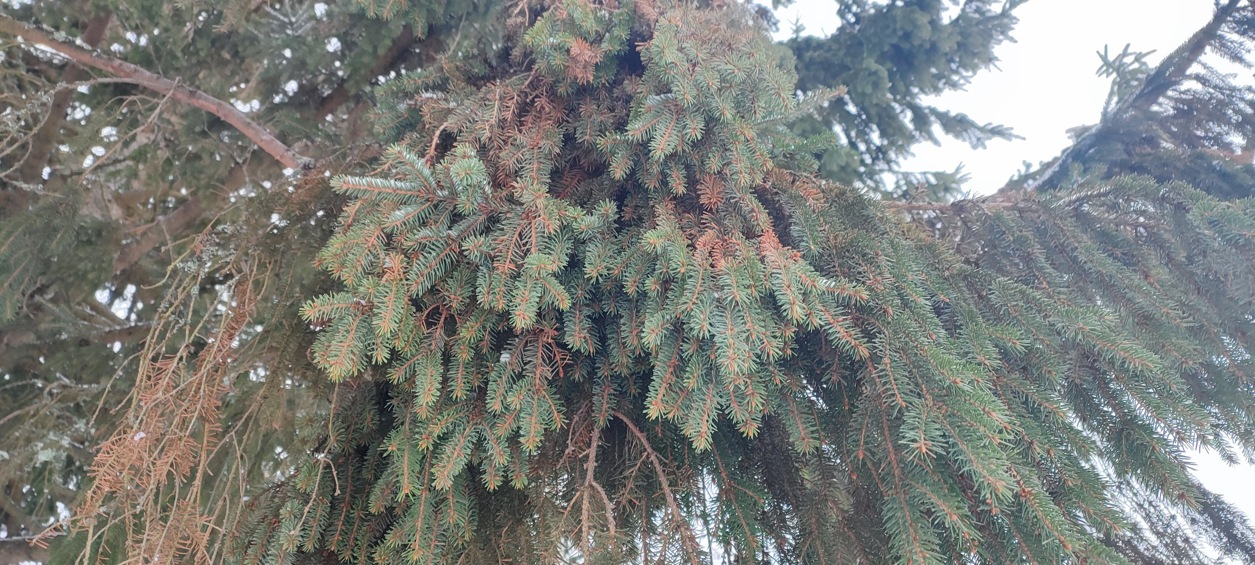 Фото Белая дача