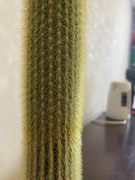 Фото Форсаж