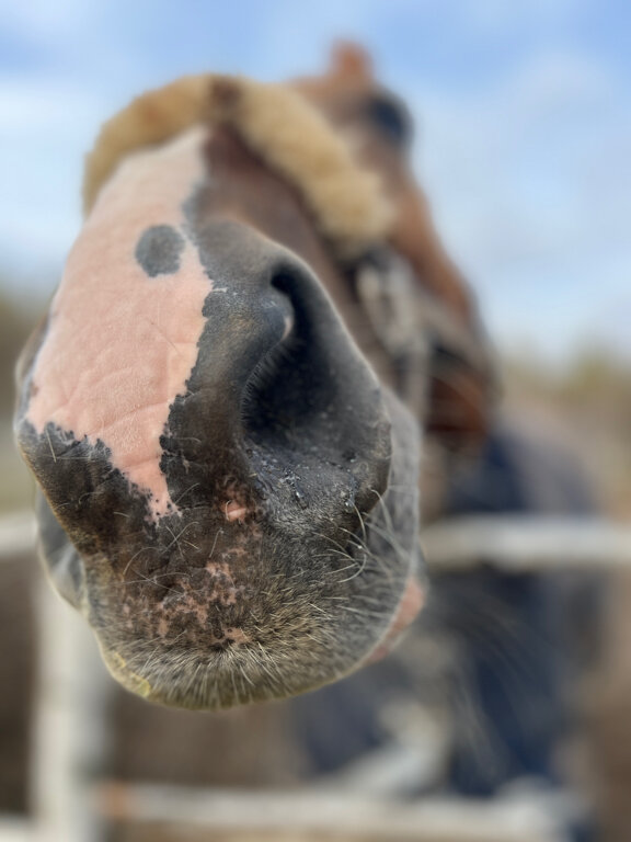 Фото Козы да Березы