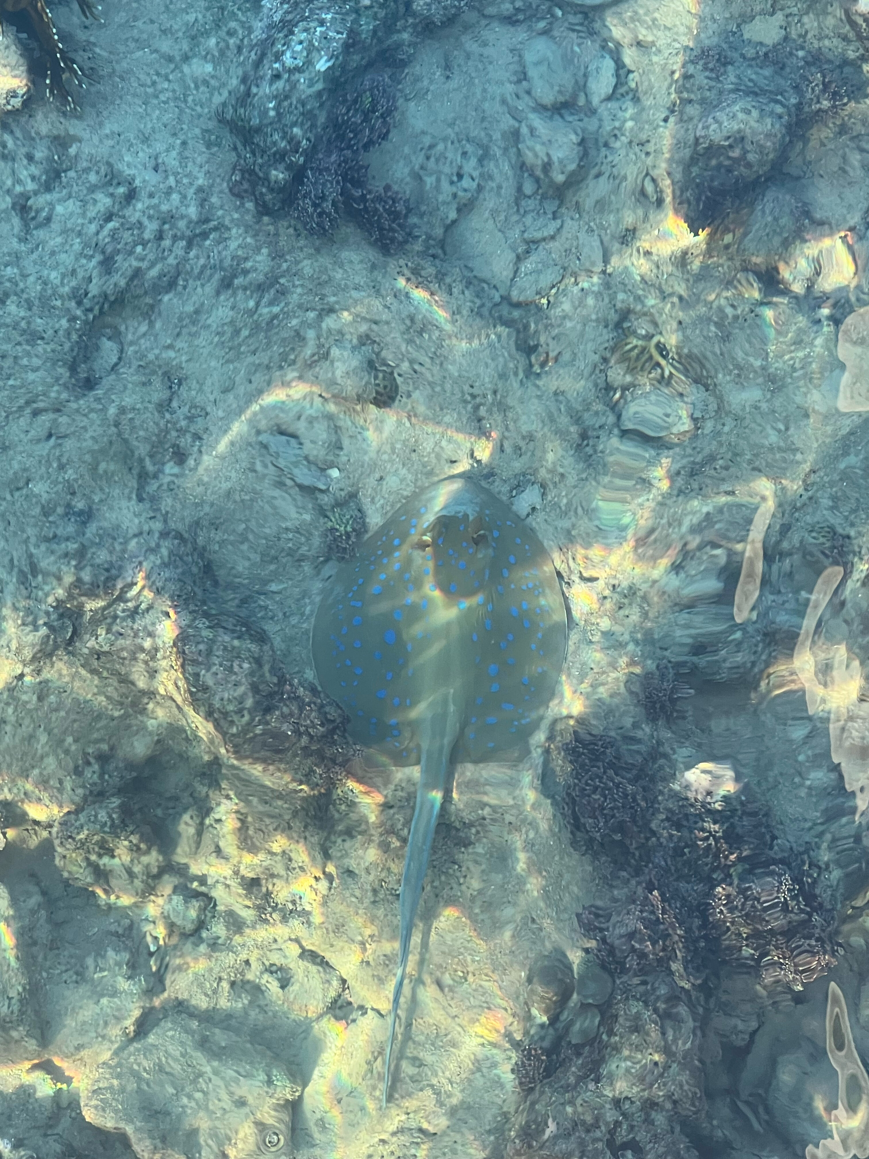 Фото Domina El Sultan Hotel & Resort