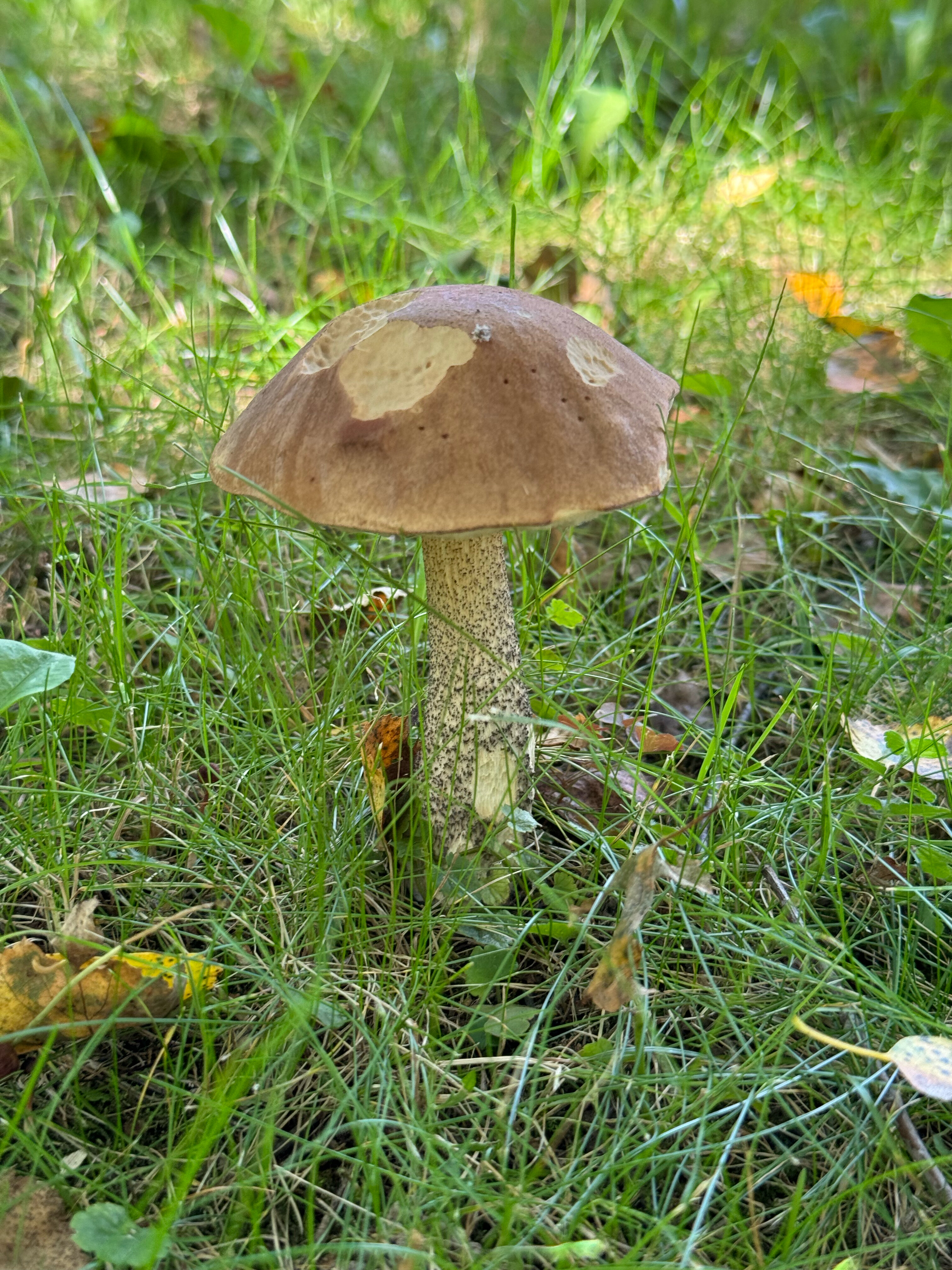 Фото Муза Рузы