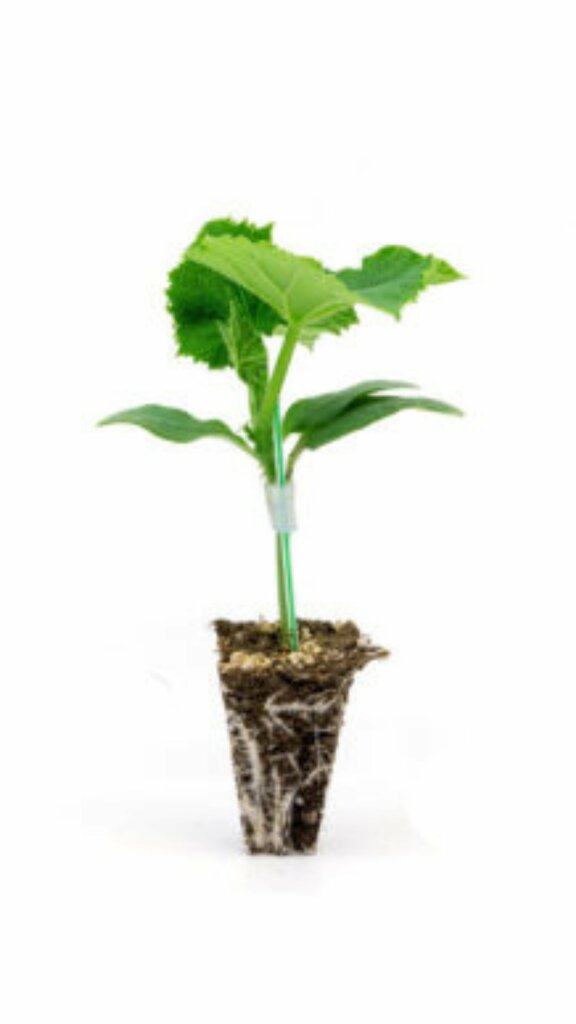 Garden center Maki Fide, Kumluca, photo