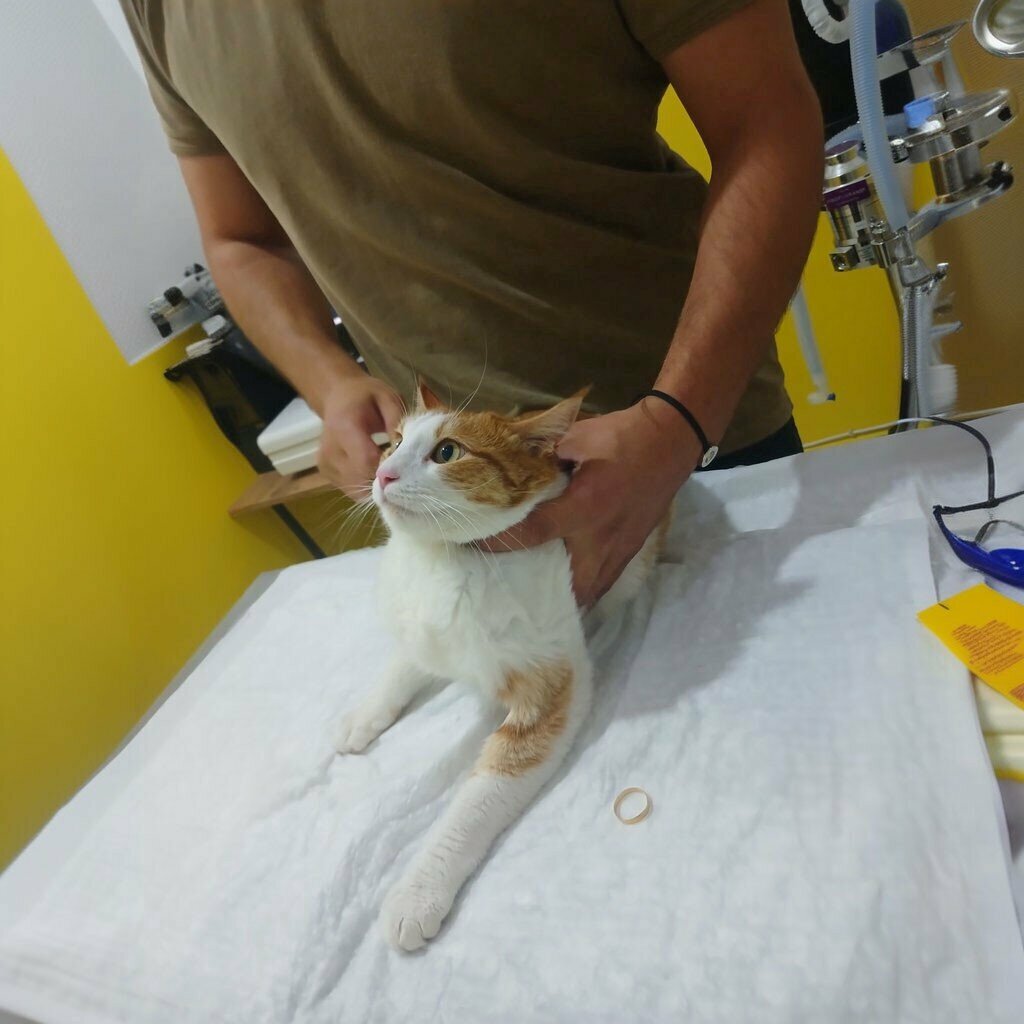 Veterinary clinic Gomec Anka Veterinary Clinic, Gomec, photo