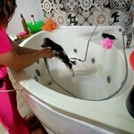 Gizay Pet Grooming (Izmir, Bayrakli, Mansuroglu Neighborhood, Hasim Iscan Street, 9) ، صالون حيوانات أليفة