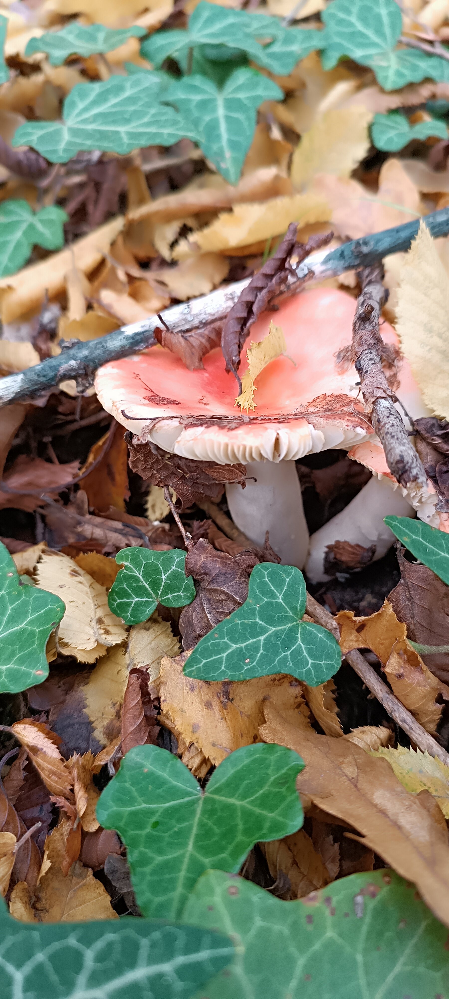 Фото Волшебное место