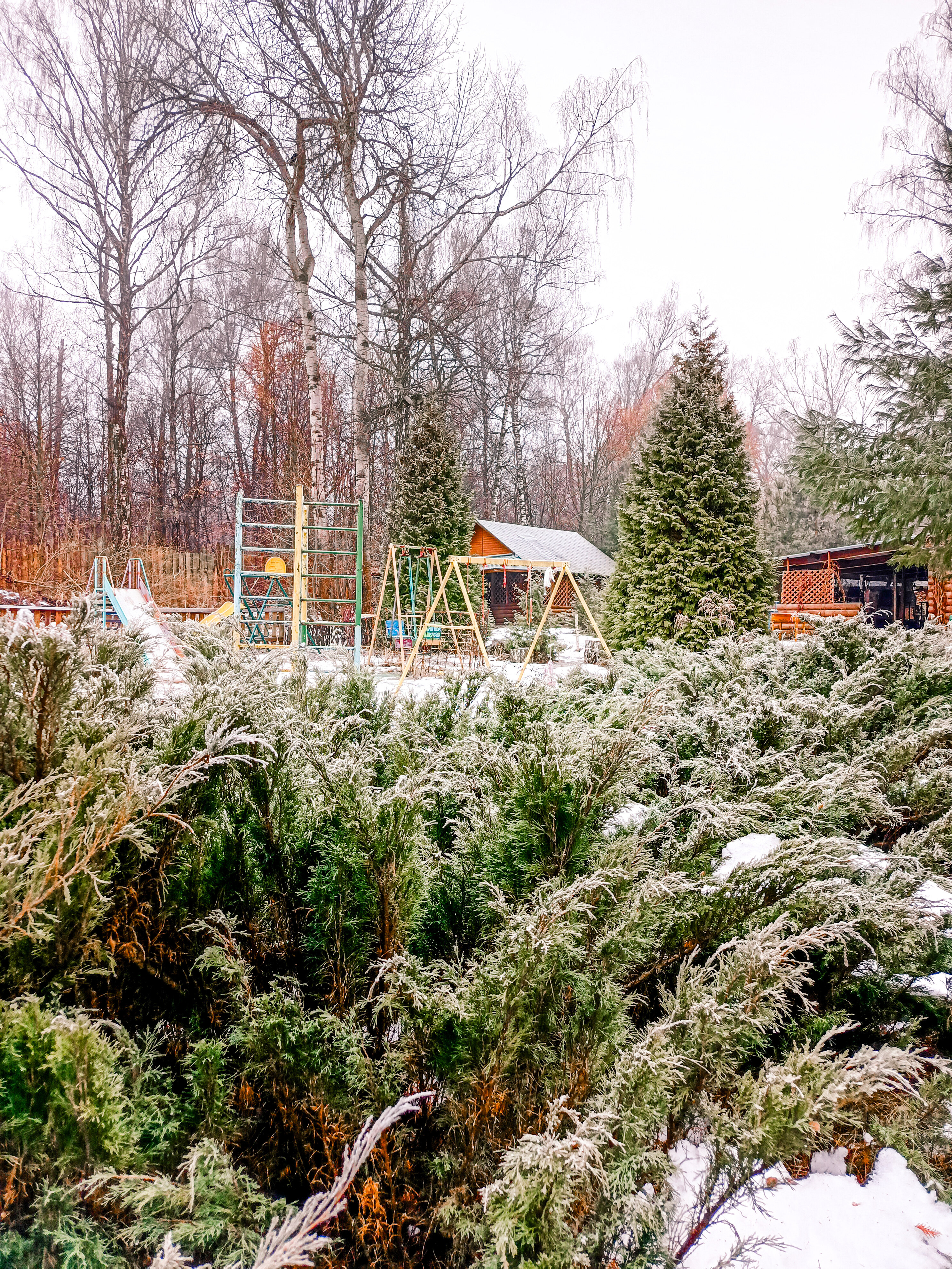 Фото Русский лес