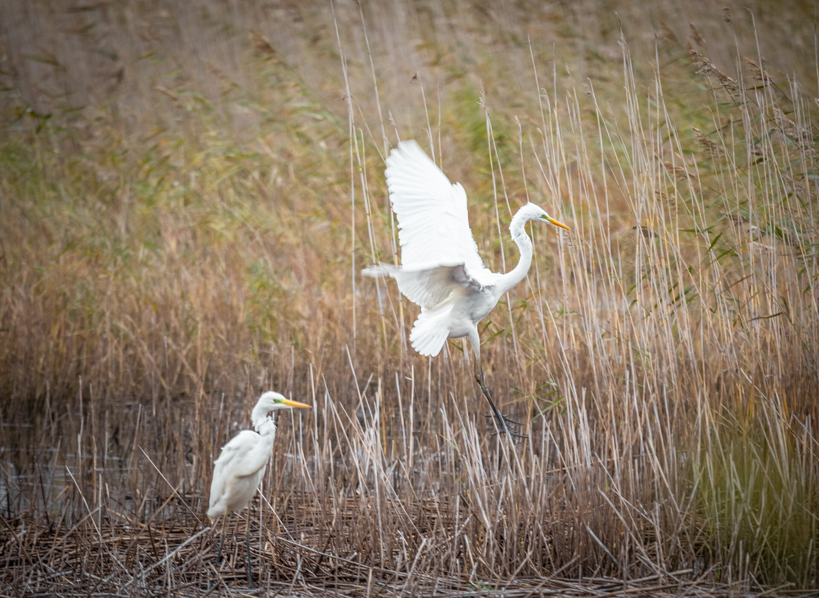 Фото Кошкинский фарватер