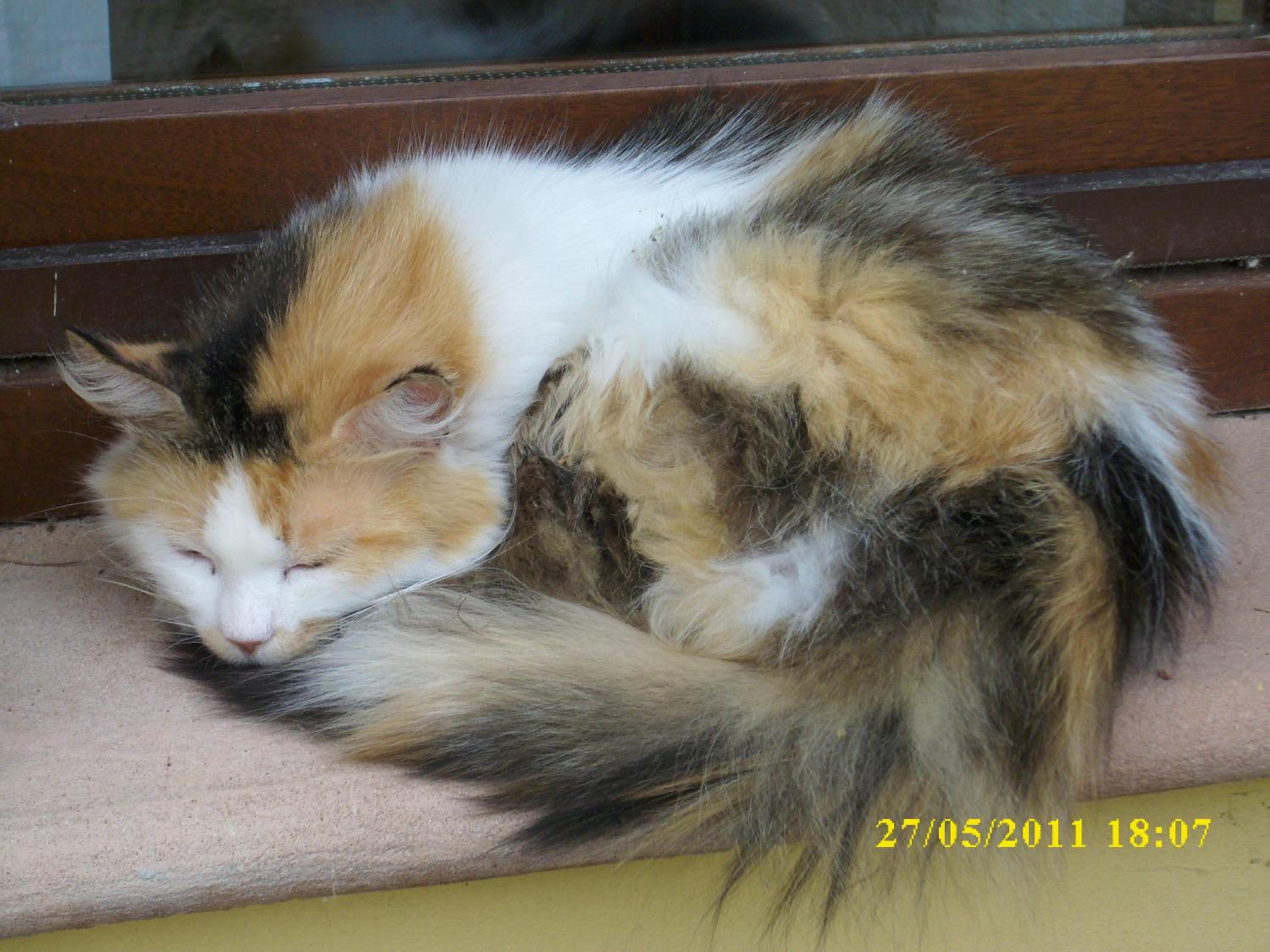 Фото Residence al Lago