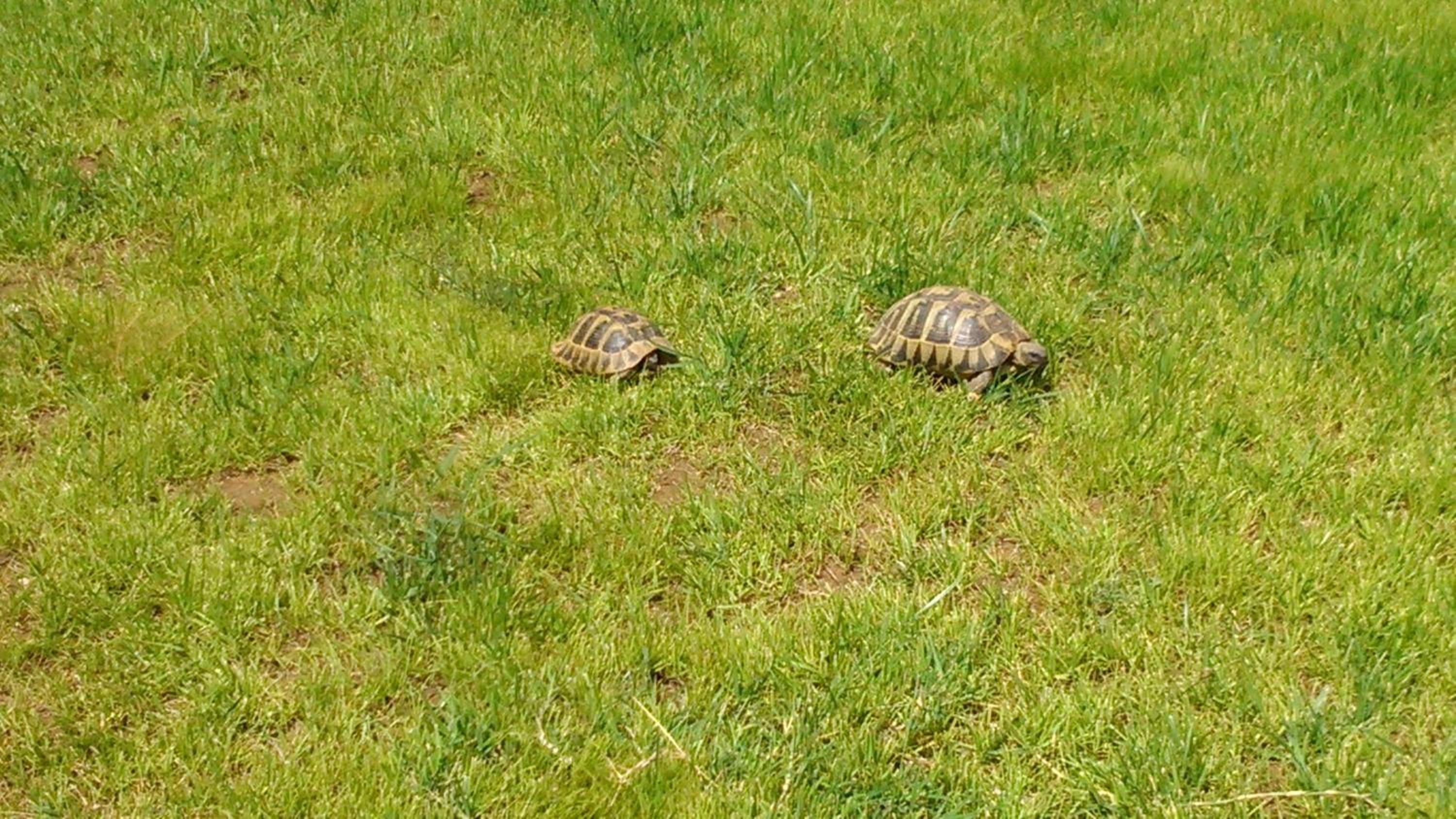 Фото Evmorfes Villas