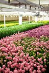 Вкус Карелии (Republic of Karelia, Pryazhinskiy rayon, Chalninskoye selskoye poseleniye), empresa agrícola