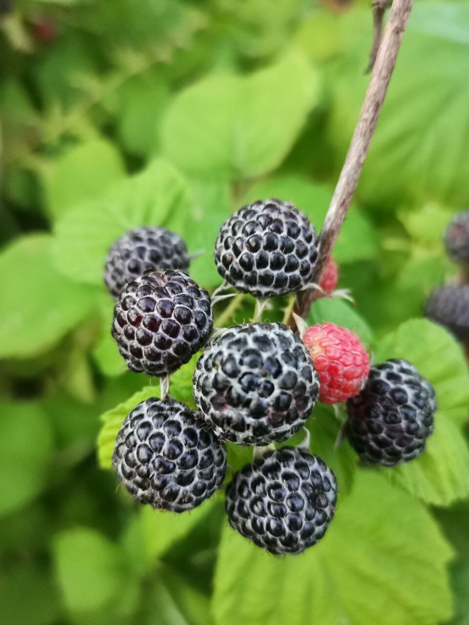 Фото Усадьба Косолапово