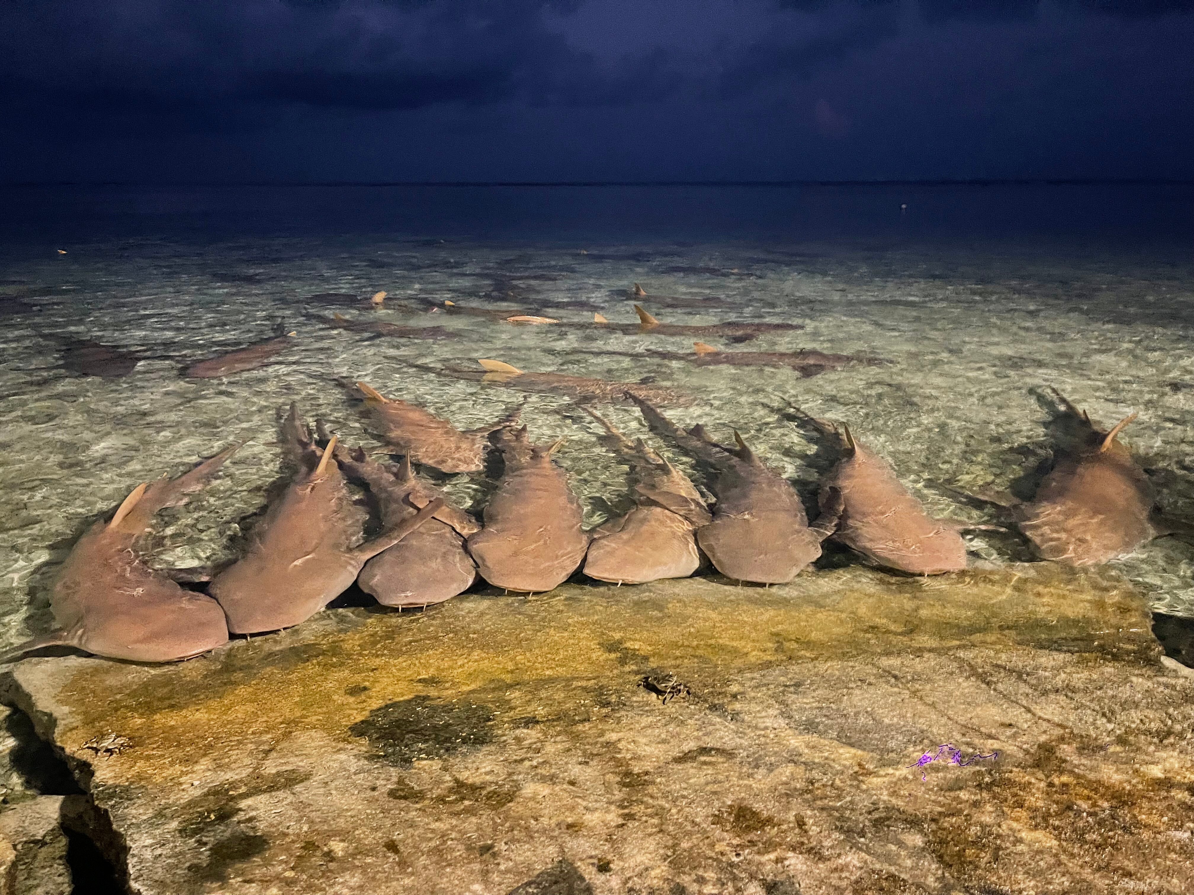 Фото Plumeria Maldives