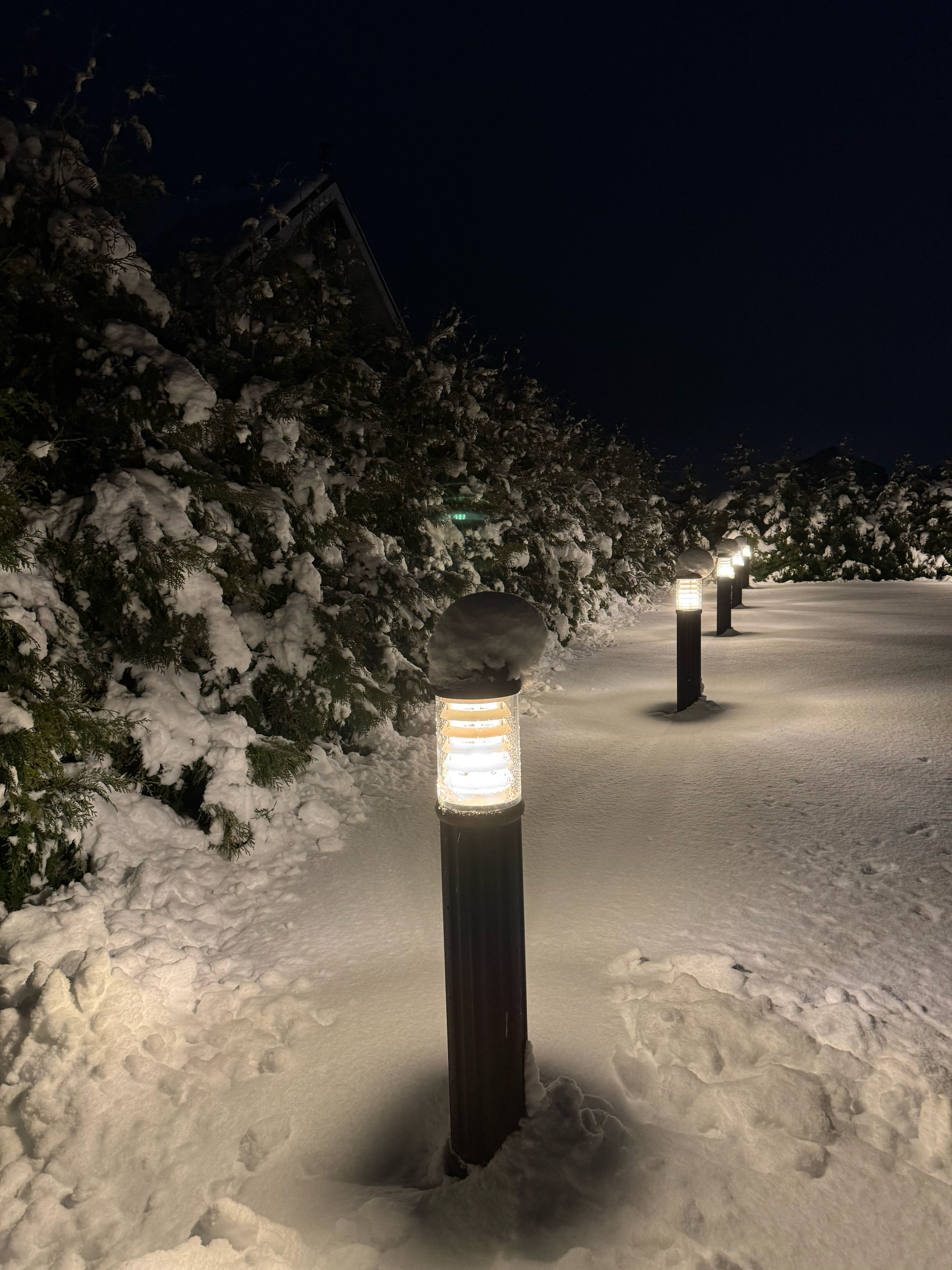 Фото Дельфин