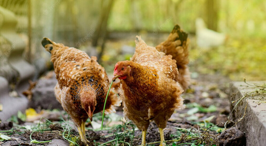 Fodder and feed additives Gordes Feed, Bursa, photo