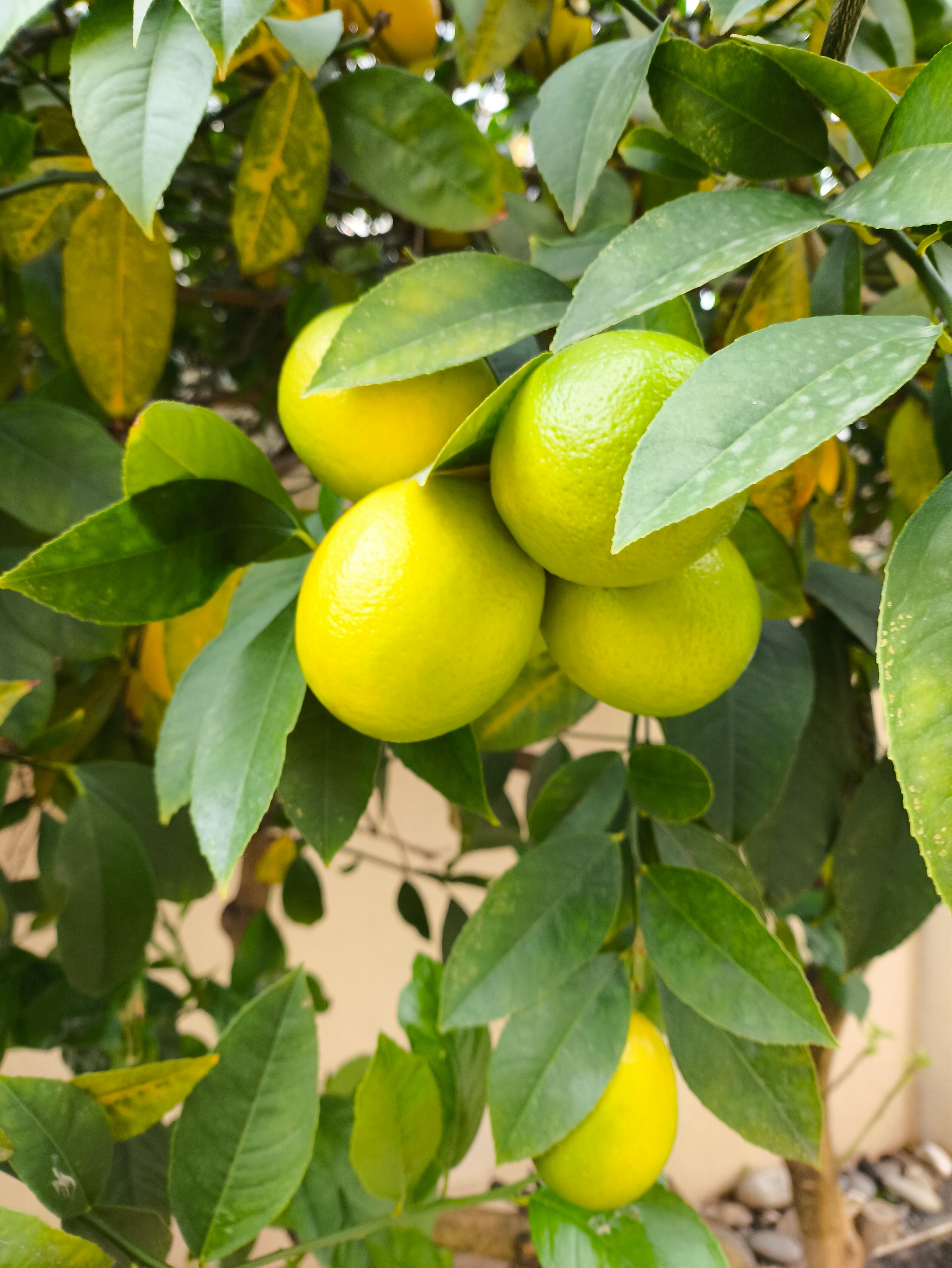 Фото Black Sea Guest House